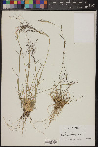 Muhlenbergia porteri image