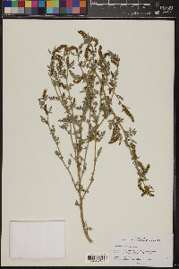 Ambrosia acanthicarpa image