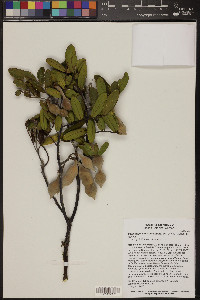 Dermatophyllum secundiflorum image