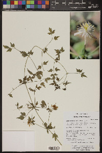 Clematis drummondii image