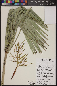 Brahea decumbens image