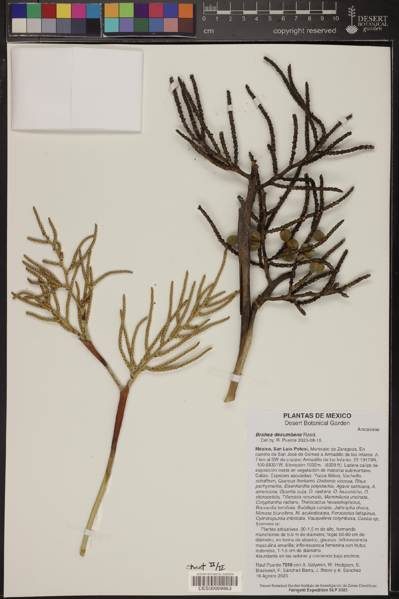 Brahea decumbens image