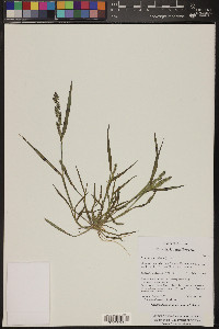 Echinochloa colona image