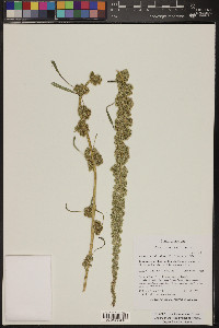 Amaranthus fimbriatus image