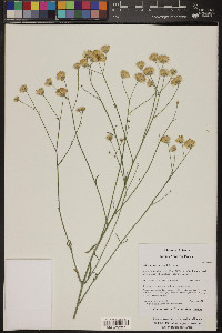 Bebbia juncea image