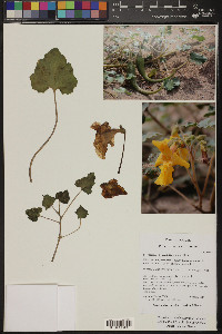 Proboscidea altheifolia image