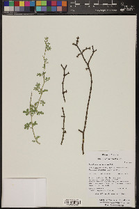 Phoradendron californicum image