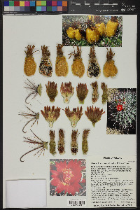 Ferocactus wislizeni image