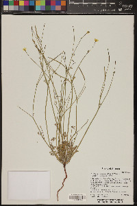 Eschscholzia minutiflora image