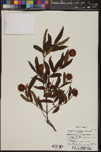 Cephalanthus salicifolius image