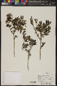 Bouvardia ternifolia image