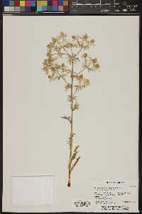 Eryngium heterophyllum image