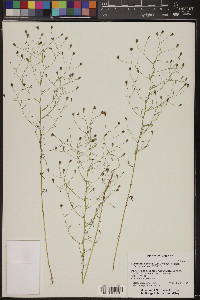 Schkuhria pinnata image