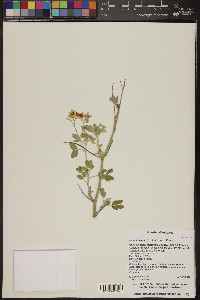 Senna covesii image