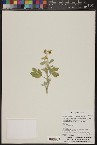 Senna covesii image