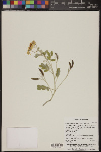 Senna covesii image