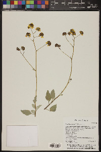 Encelia farinosa image