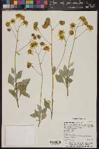 Encelia farinosa image