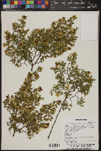 Larrea tridentata image