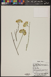 Asclepias subulata image