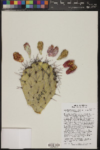 Opuntia stenopetala image