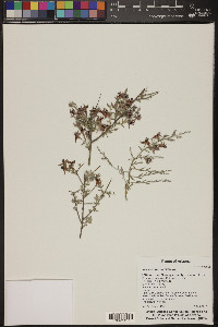 Krameria bicolor image