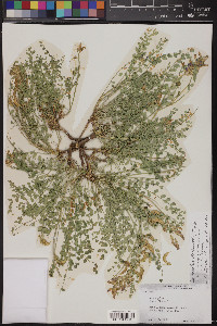 Astragalus beckwithii image