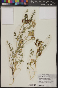 Astragalus beckwithii image