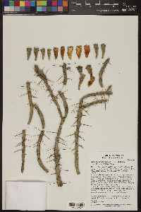 Cylindropuntia kleiniae image