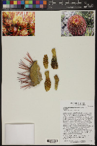 Ferocactus pilosus image