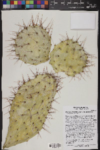 Opuntia stenopetala image