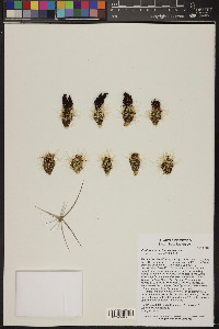 Echinocereus cinerascens image