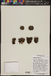 Mammillaria sempervivi image
