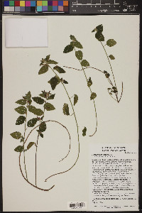 Acalypha phleoides image