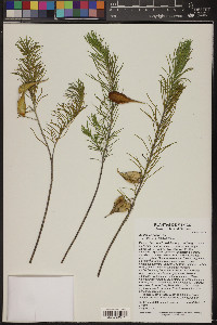 Asclepias linaria image