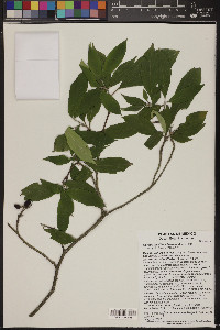 Cornus disciflora image