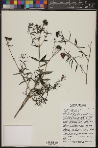 Bouvardia ternifolia image