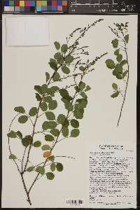 Desmodium orbiculare image