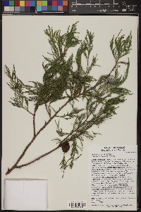 Juniperus flaccida image