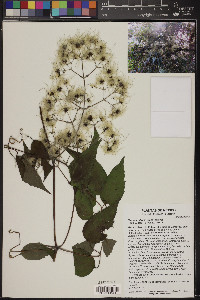 Clematis dioica image