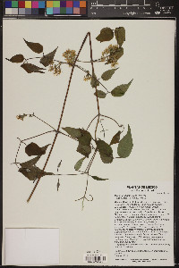 Clematis dioica image