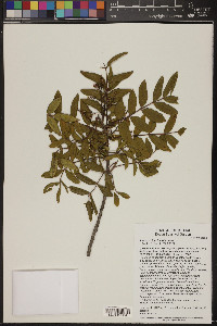 Rhus pachyrrhachis image