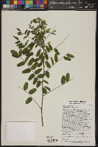 Indigofera suffruticosa image