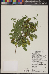 Indigofera suffruticosa image