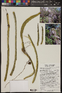 Selenicereus spinulosus image