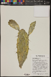 Opuntia dejecta image