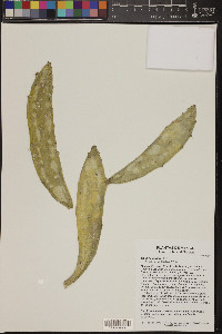 Opuntia auberi image