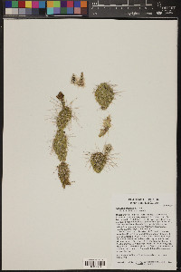 Opuntia polyacantha image