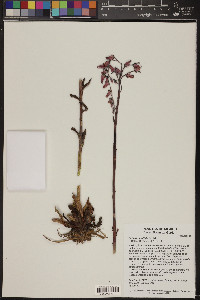 Media resource of Echeveria bifida