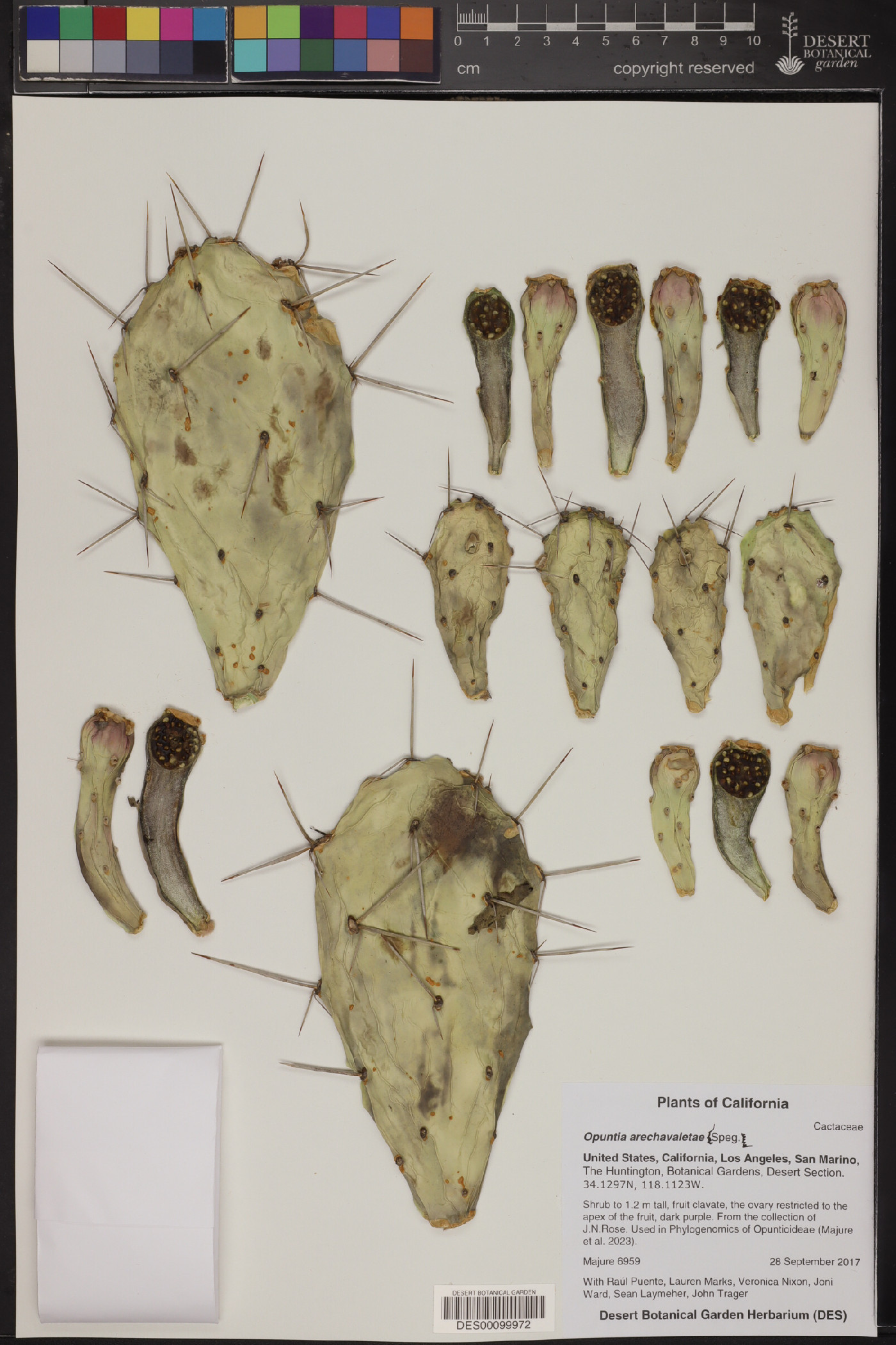 Opuntia arechavaletae image